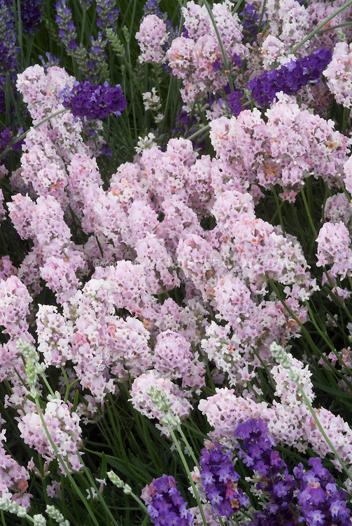 Lavandula Ellagance pink -розова лавандула (1234)